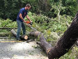 Best Tree and Shrub Care  in Fallsburg, NY
