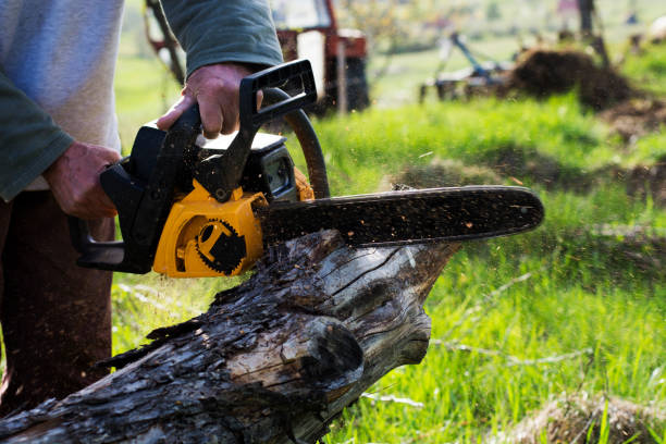 Best Lawn Disease Treatment  in Fallsburg, NY