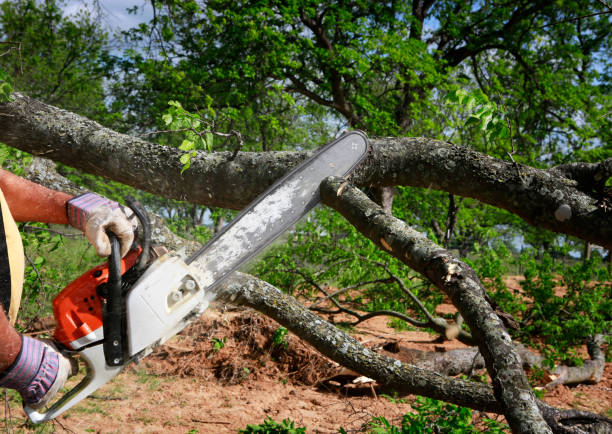 Best Lawn Renovation and Restoration  in Fallsburg, NY